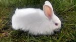 french angora